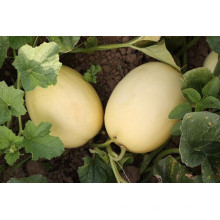 HSM25 Zanshi round white F1 hybrid sweet melon seeds